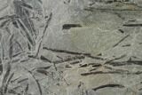 Pennsylvanian Fossil Fern (Neuropteris) Plate - Kentucky #136822-1